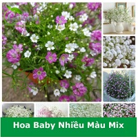 Hạt Giống Hoa Baby Nhiều Màu Mix
